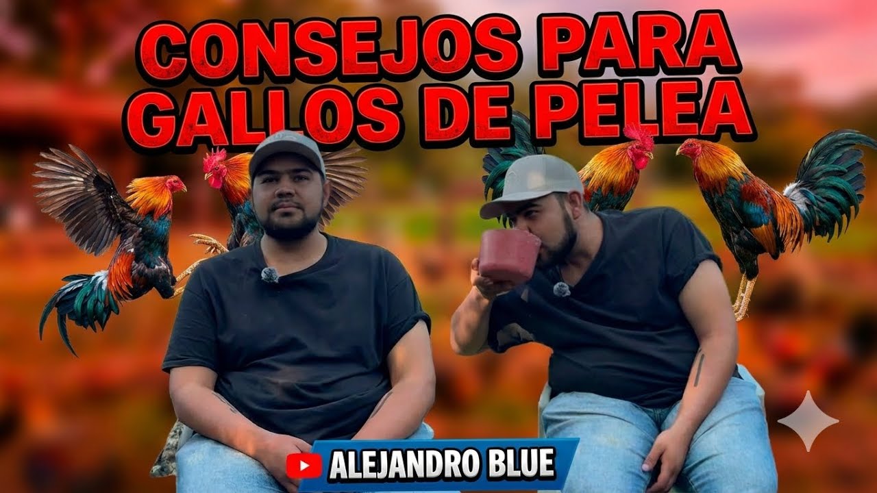 ALEJANDRO BLUE | RANCHO CABALLERO | TIPS PARA PRINCIPIANTES | GALLOS FINOS 