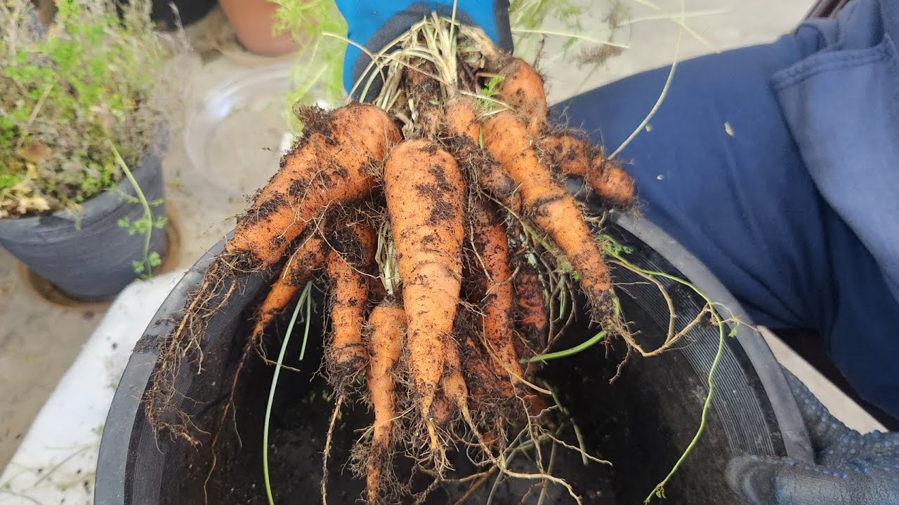 Давайте собирать морковь в феврале 🥕 🥕