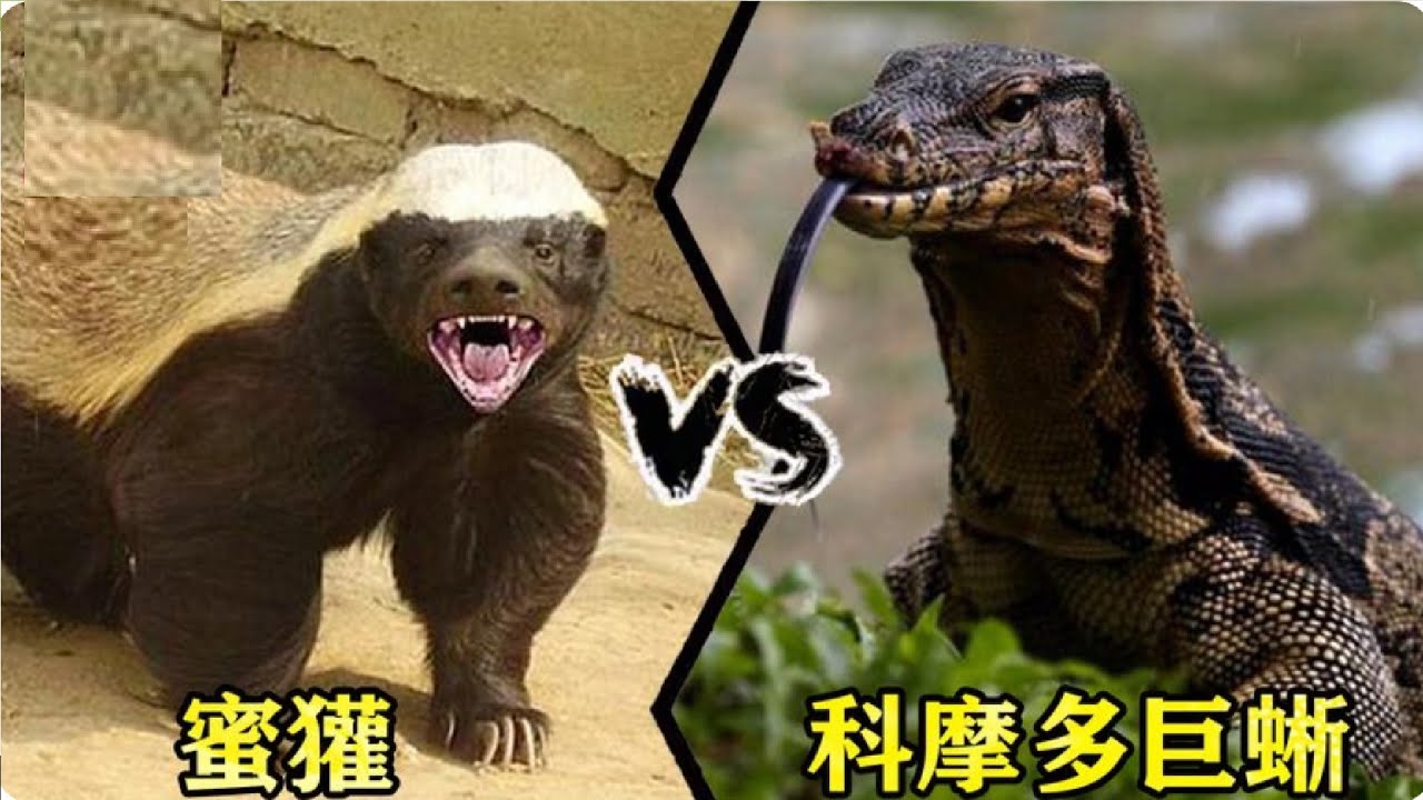 連毒蛇都不懼的平頭哥蜜獾，跟科莫多巨蜥打起來，蜜獾吃得消嗎？