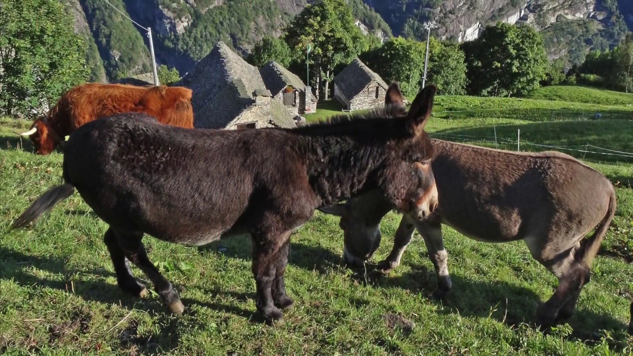 Wanderung Formazza Binn