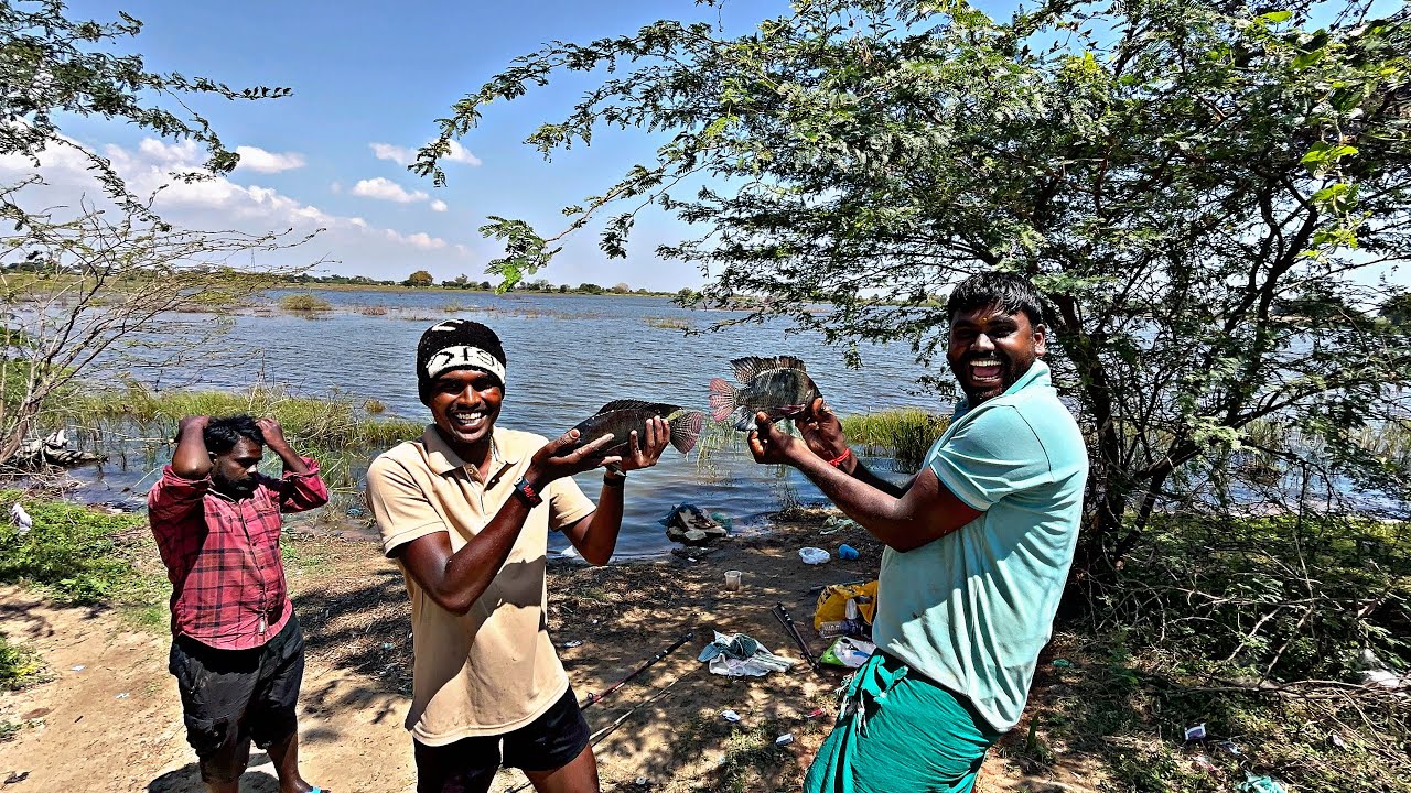 மக்களே மீண்டும் தொடர்ச்சிய தொண்டியில்  ஜிலேபி மீன்கள் வேட்டை பெரிய பெரிய ஜிலேபி மீன்கள் #மாரியம்மன்