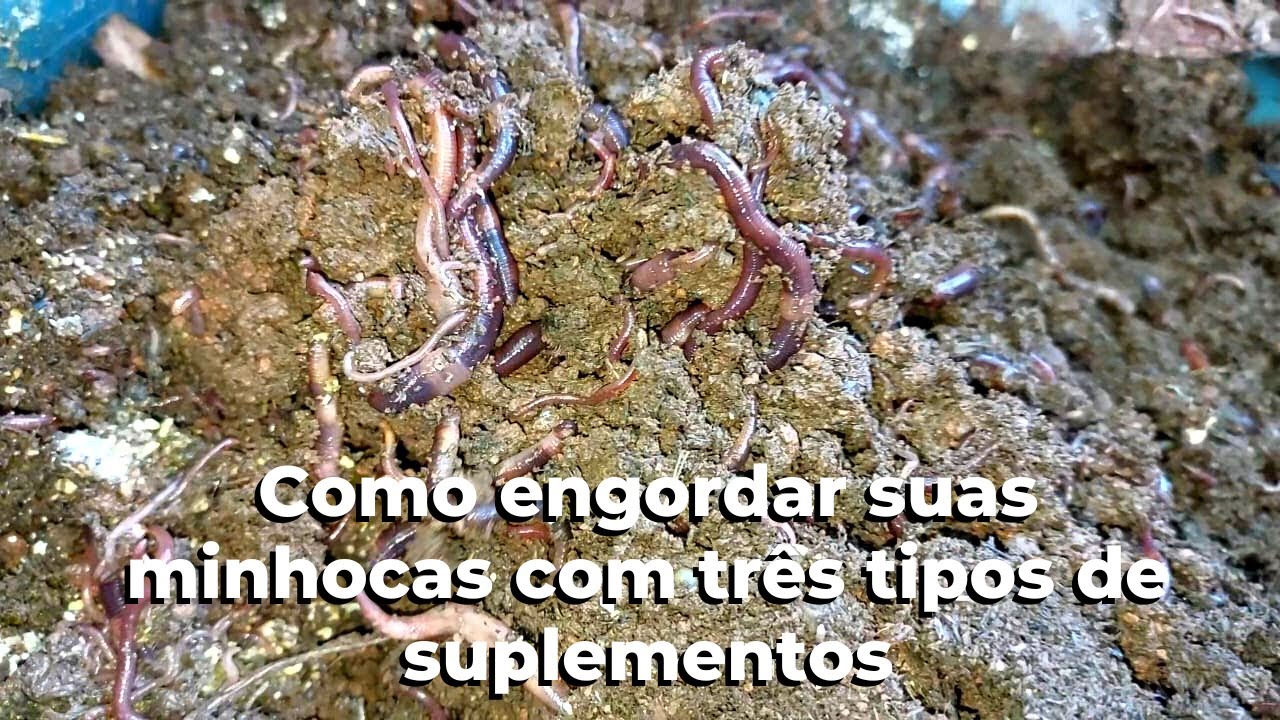 Como engordar suas minhocas com três tipos de suplementos