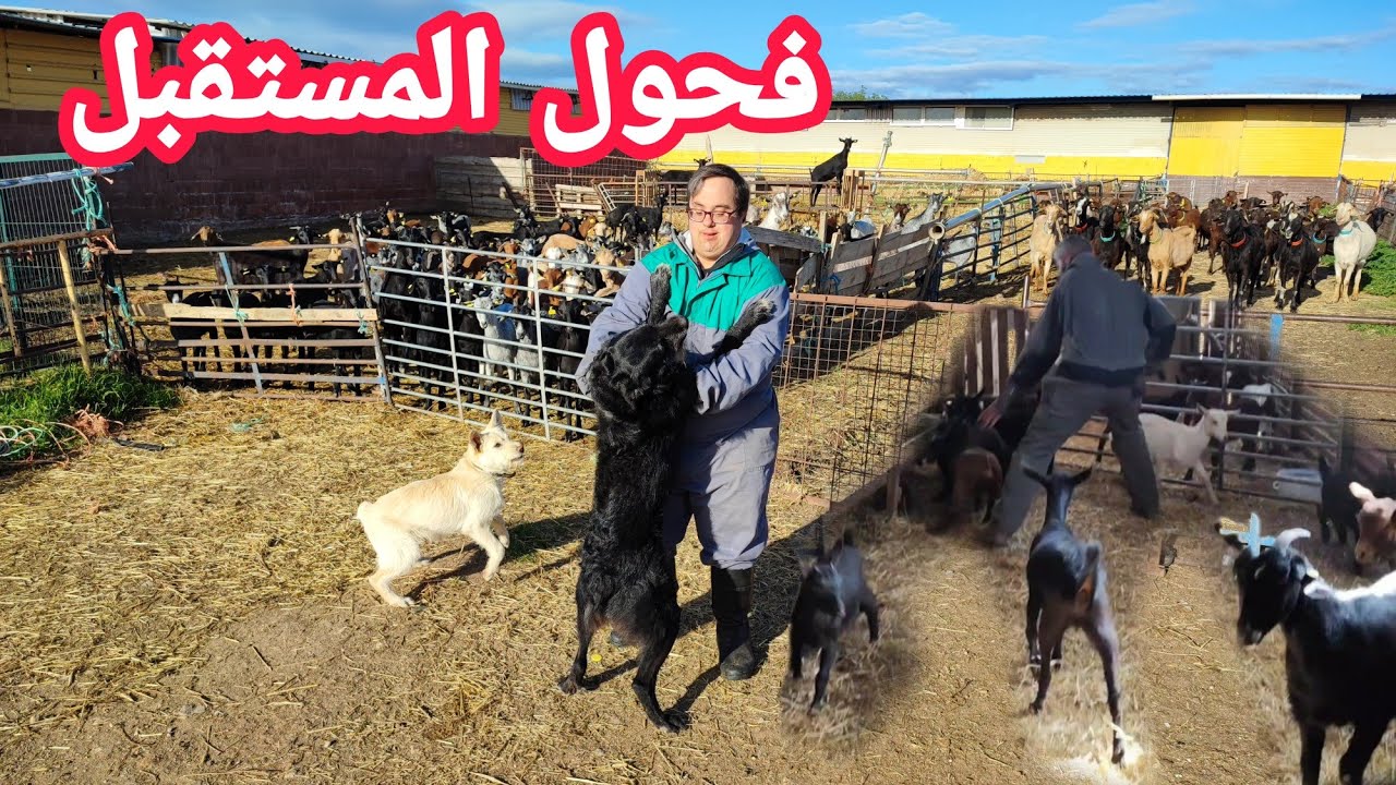 شراء فحول ماعز مورسيانو جدد بعد قتل الفحول الكبار .كيف جاوكم؟
