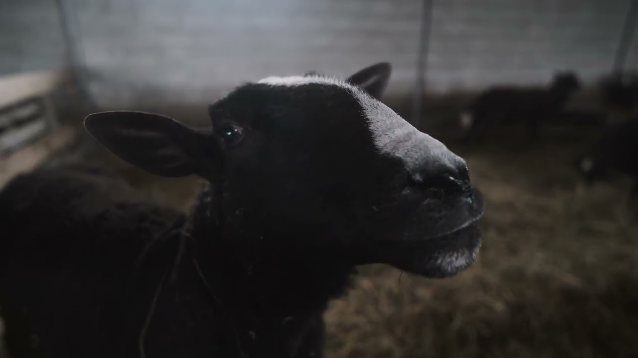 Цвартблес, мериноленд, дорпер. Состояние фермы на 05.12.2024 г.