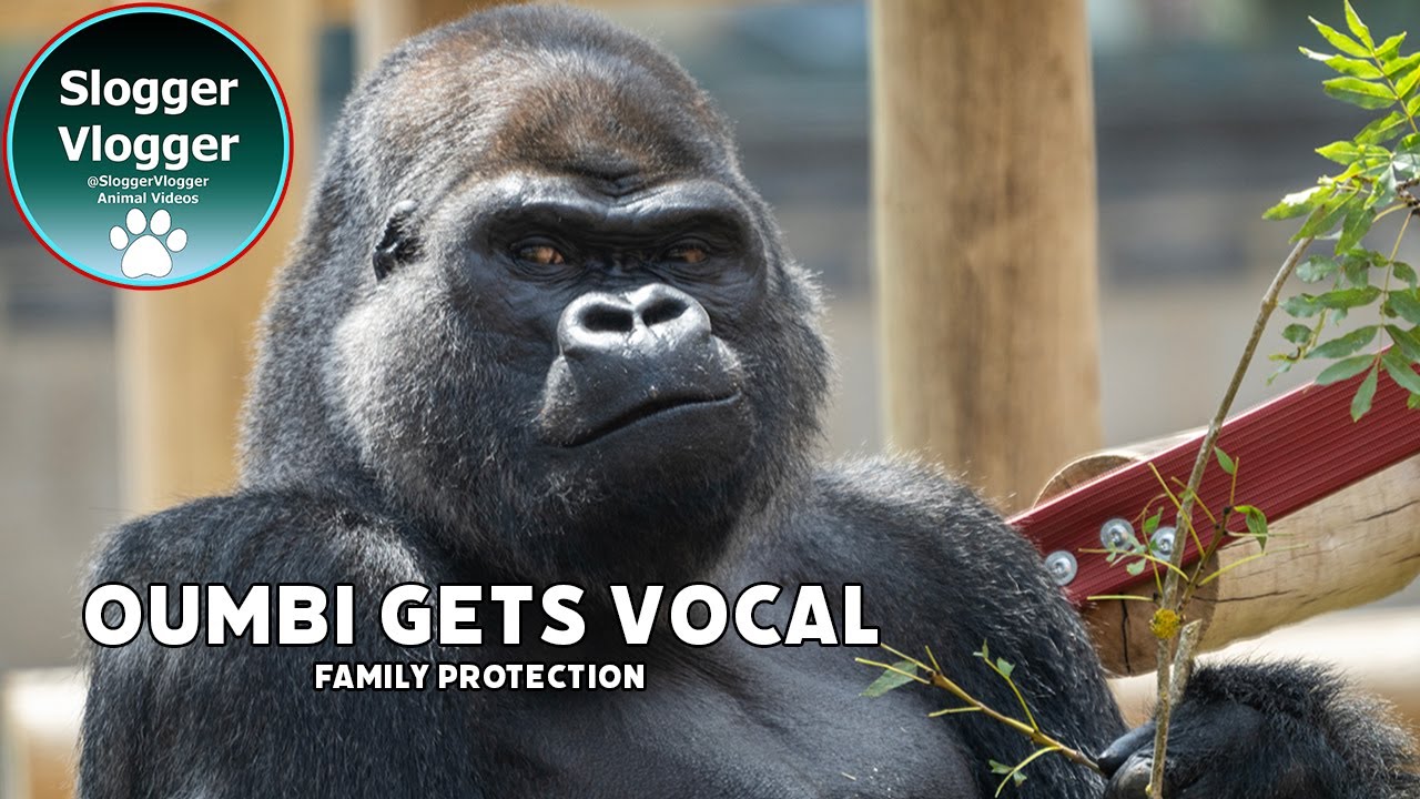 Oumbi on Guard – Family Protection in Action