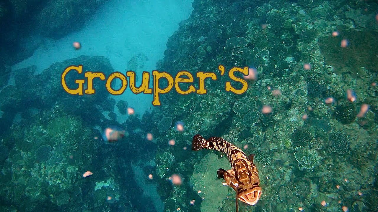 【魚突き】ハタがいっぱい獲れました