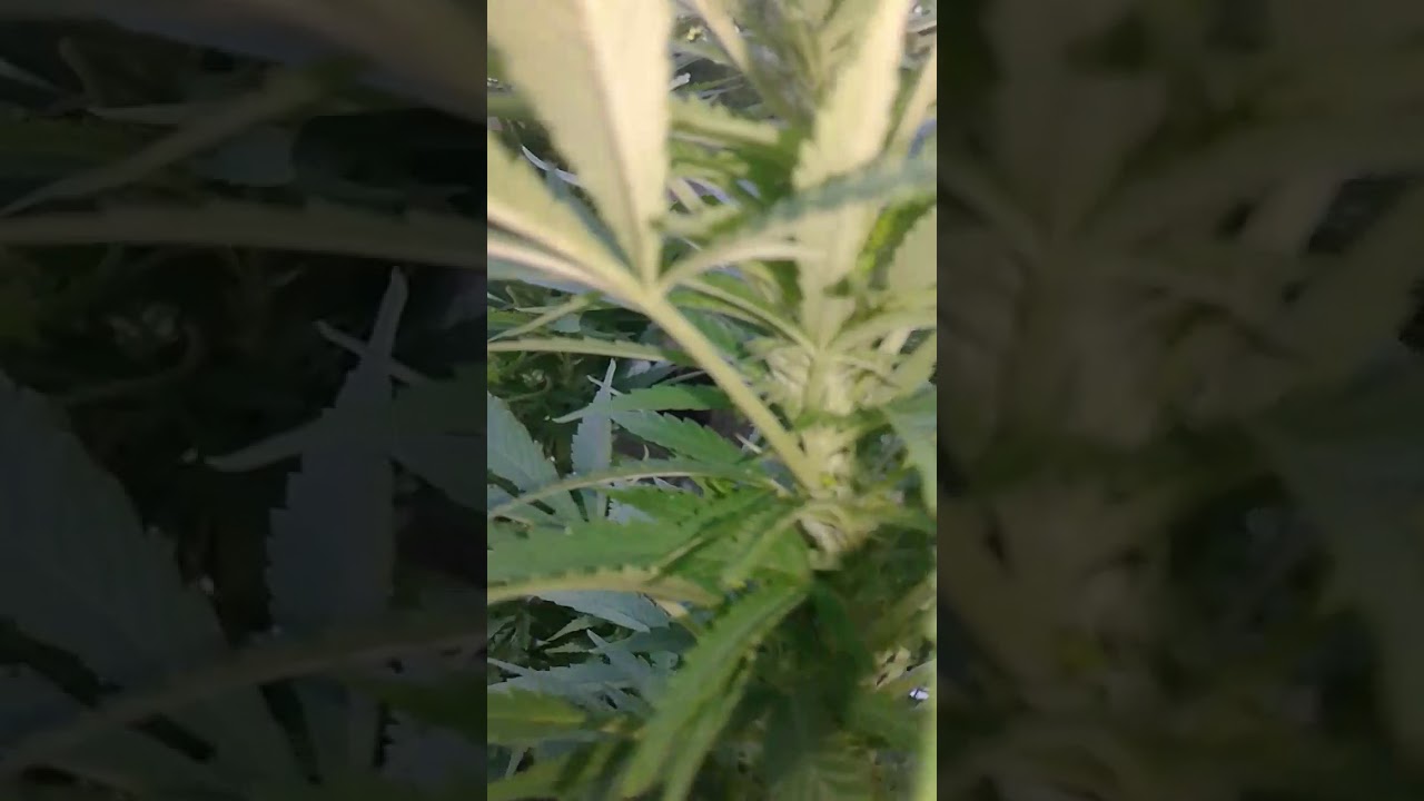 Outdoor cannabis update more stacking flowers