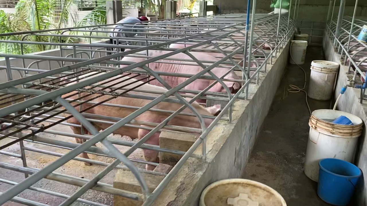 Gestating pens of DV Farm