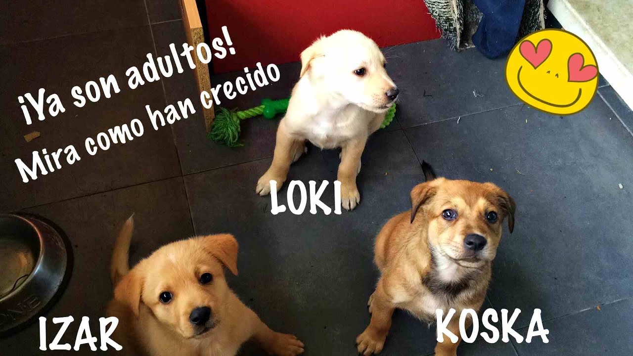 Cachorros rescatados, ¡un año después!