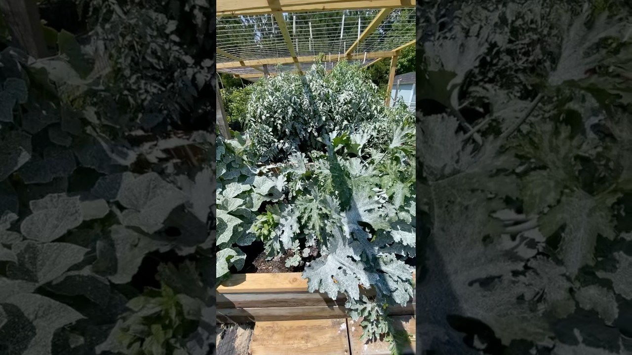 The Magic White Powder That Protects ALL Your Plants!