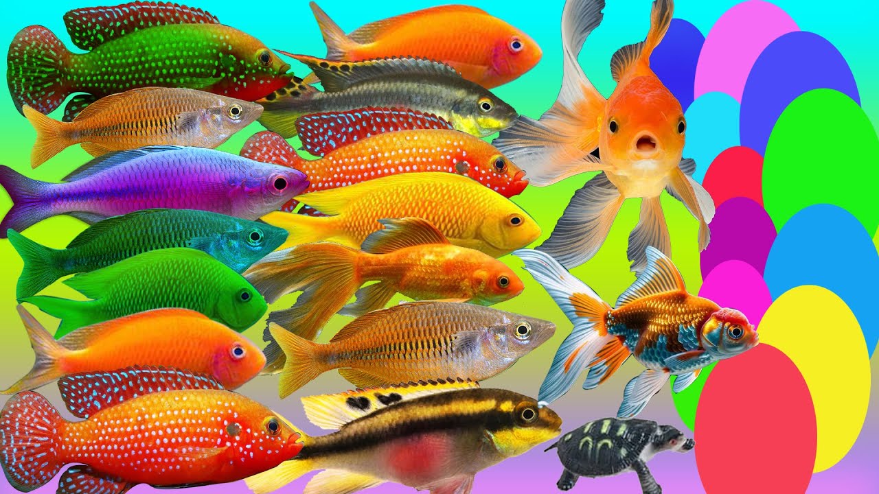 Catch many types of beautiful fish.
