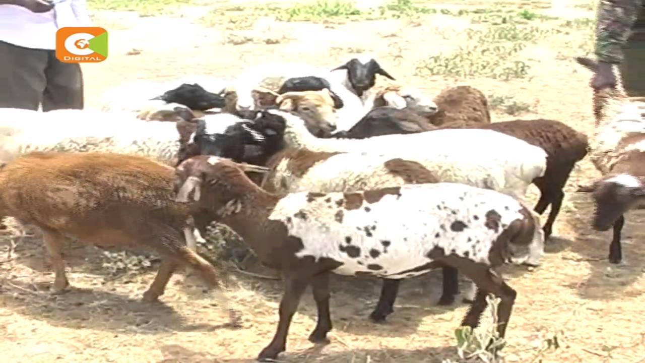 Samburu farmers protest delayed compensation by KWS