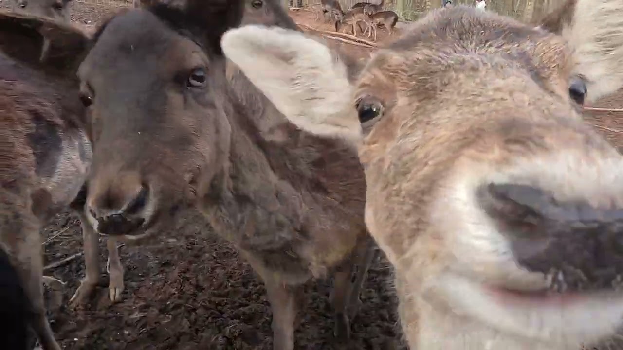 Wildpark Völklingen – Köllerbach Runde von Püttlingen (Kurzvideo)