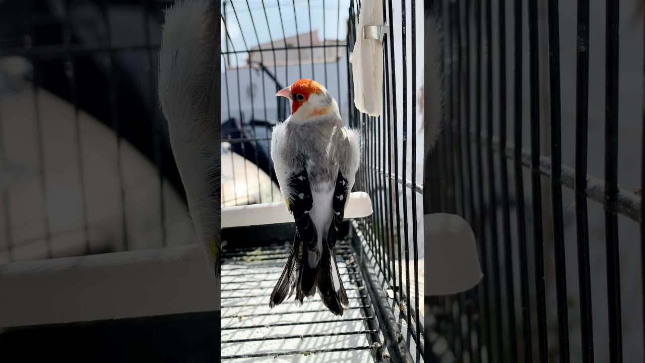Chant Cardellino, goldfinch chardonneret mutation agate TB (avril 2021)