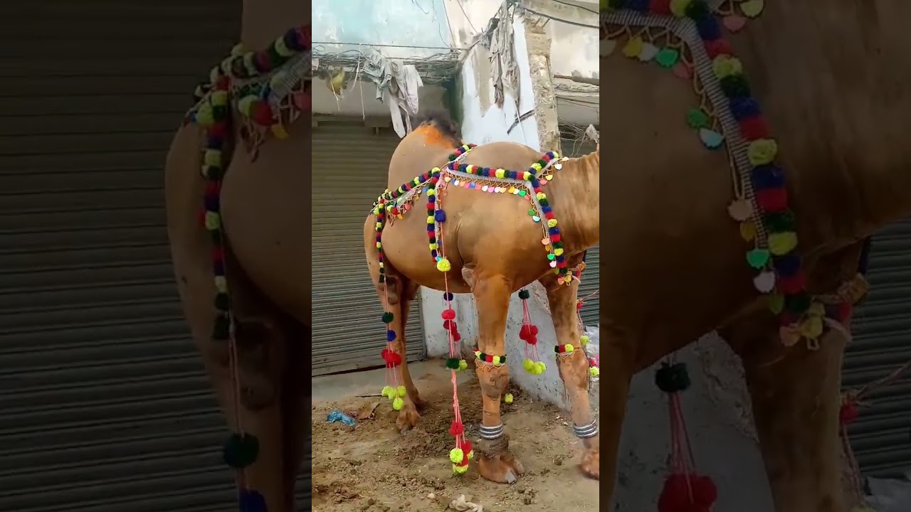 Camel Qurbani#camel #bakraeid2023 #ytshorts
