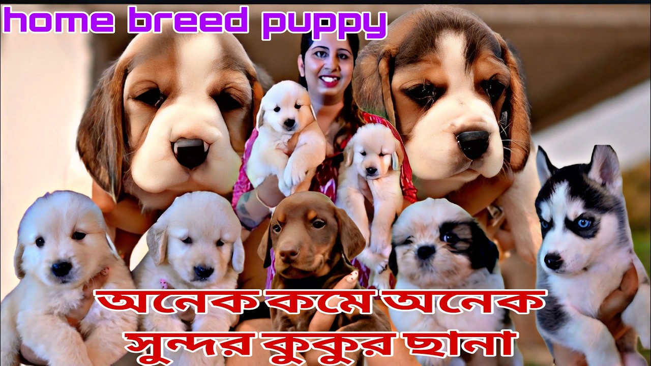 Home breed puppy sale in Kolkata!! Dog market in Kolkata!!pet market in Kolkata!! Beagle puppy