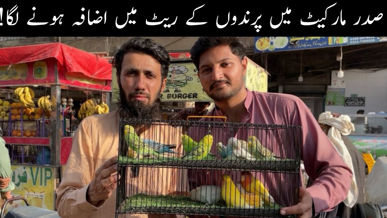 Saddar Birds Market Sunday Video Latest Update 7-12-25 in Urdu/Hindi