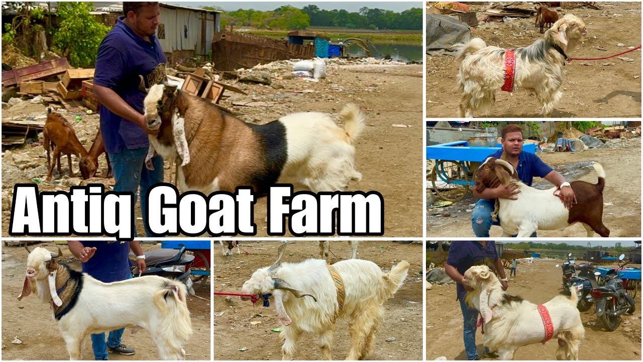 Andul Collection of Antiq Goat Farm, Kalyan