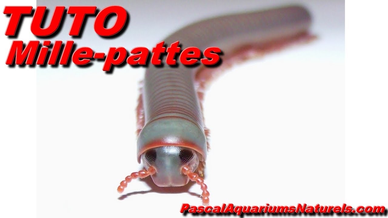 TUTO Mille-pattes ! Tonkinbolus caudulanus  isopodsmania.fr - Pascal Aquariums Naturels