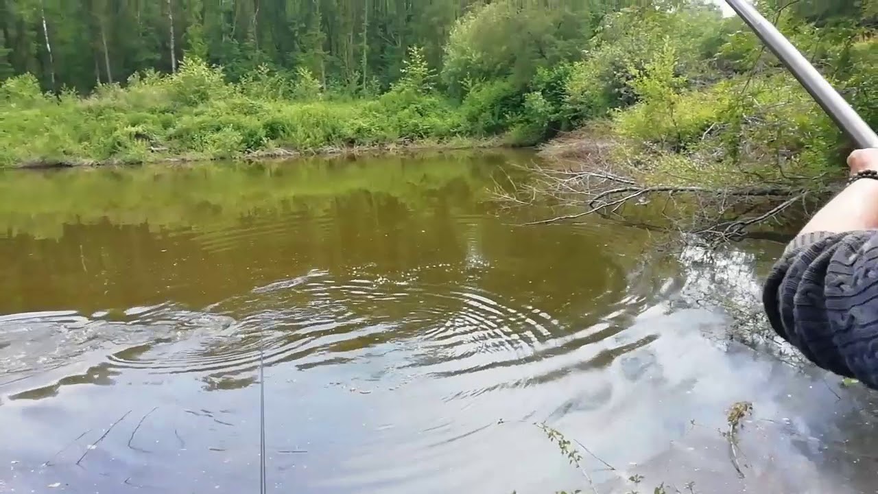 Fishing baars in forest of achter Drempt