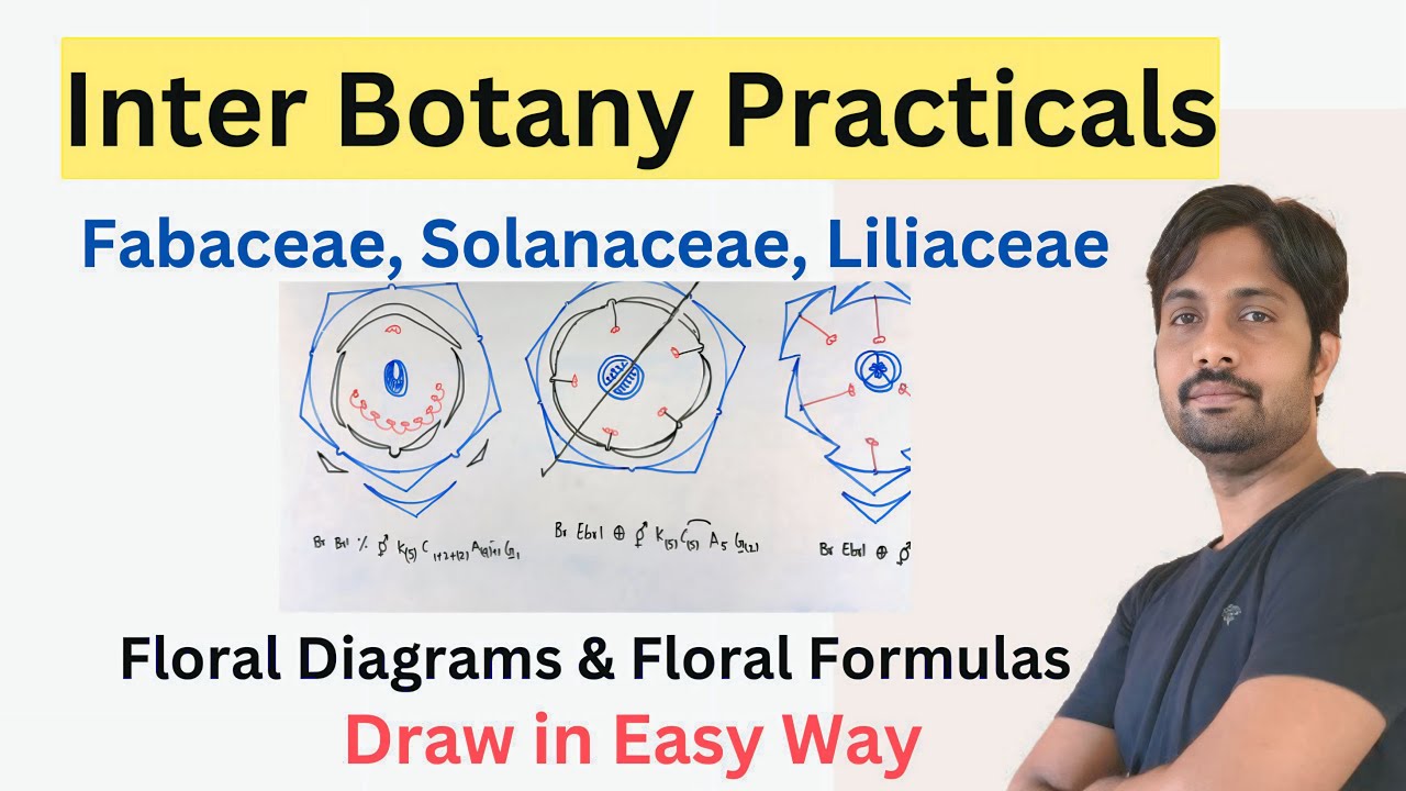 How to draw Fabaceae Solsnaceae Liliaceae Families Floral Diagrams and Floral Formulas
