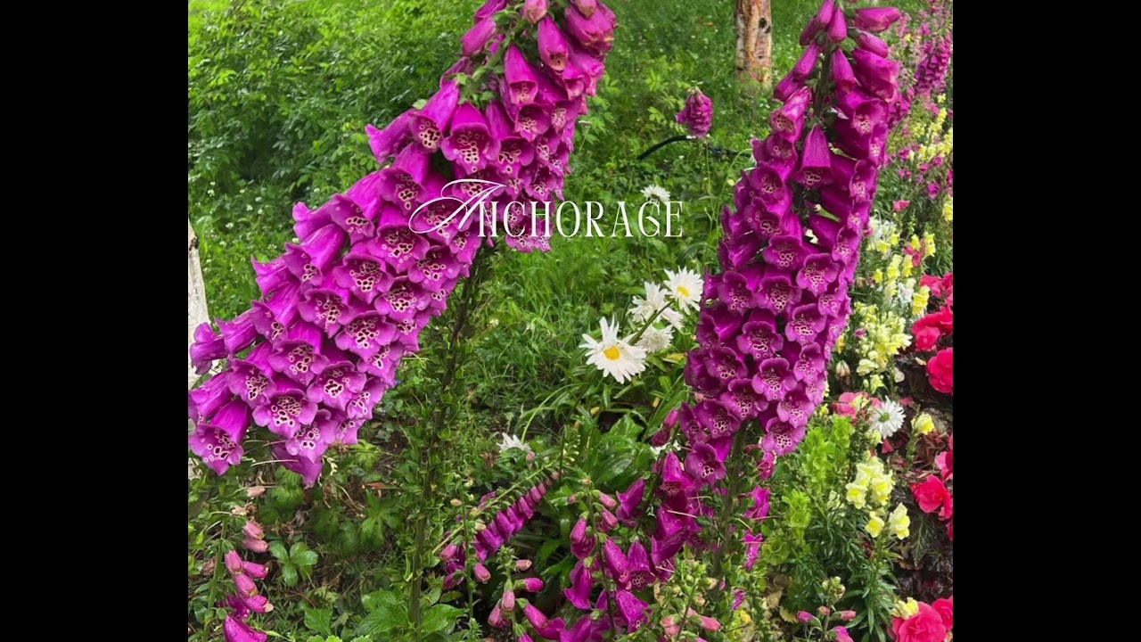 Massive Flowers in Alaska