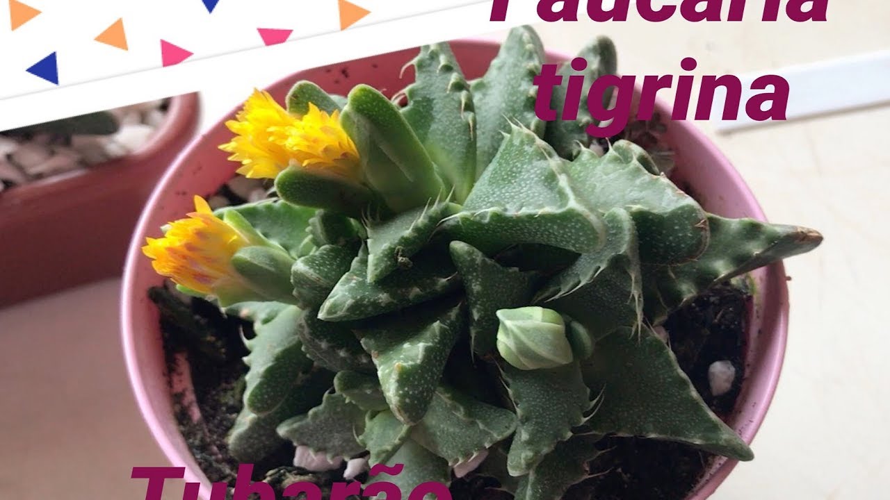 Faucaria tigrina    tubarão