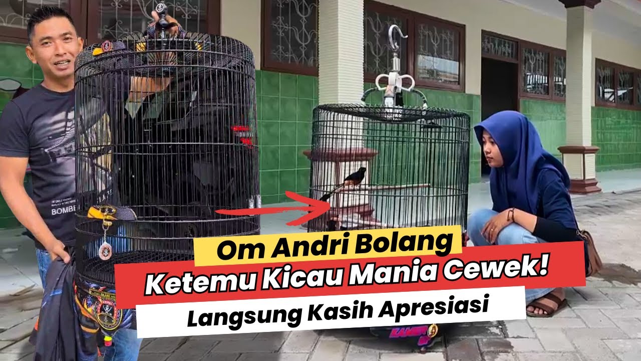 OM ANDRI BOLANG BERI APRESIASI KHUSUS KICAU MANIA CEWEK YANG SATU INI ‼️