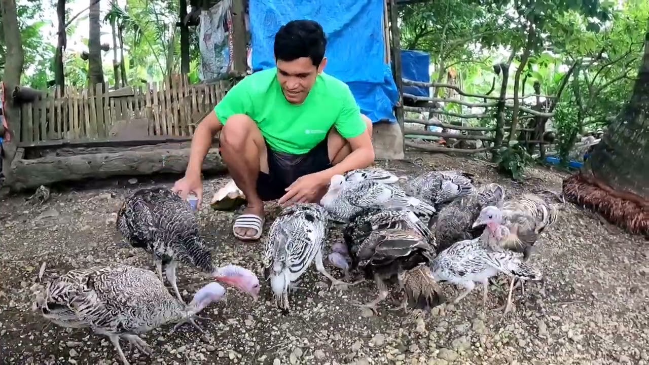 DUMAMI NARIN ANG ATING MGA PABO | BUHAY PROBINSYA Inspired@jiggervillacorta @ThessalonicaFarm