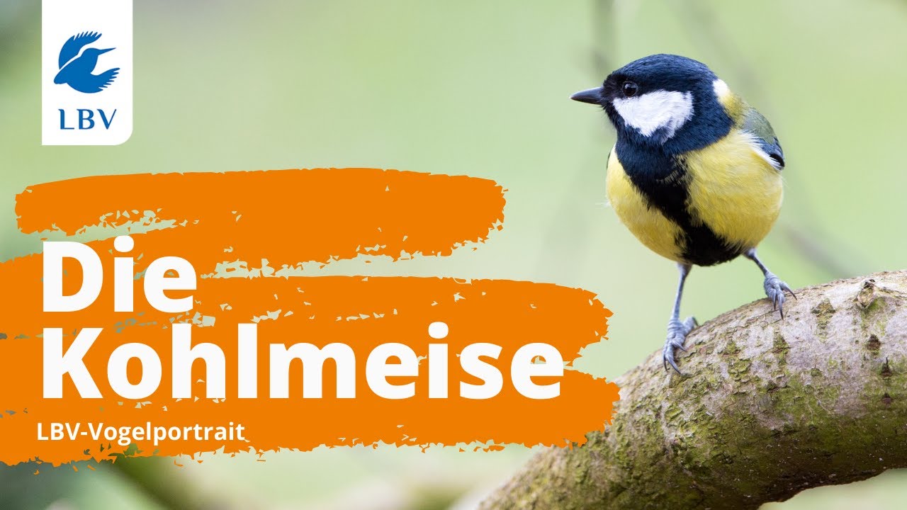 Die Kohlmeise (Parus major) - Steckbrief mit Gesang. Vogelarten kennen lernen mit den Experten!