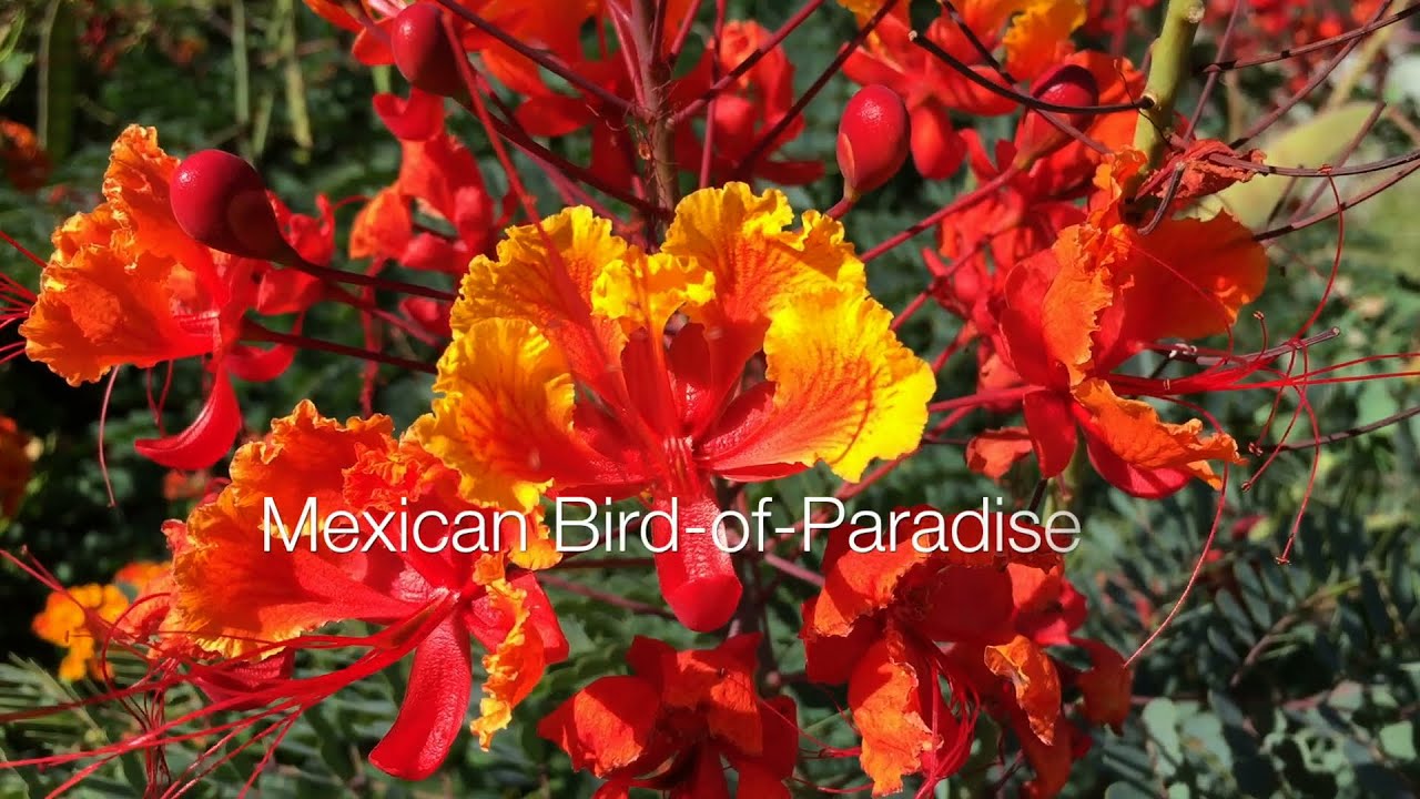 Mexican Bird-of-Paradise - A Minute in the Garden 25 from A Gardener's Notebook