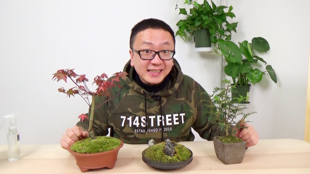 苔藓盆栽总是干死，玄机在这里 【坤哥玩花卉】