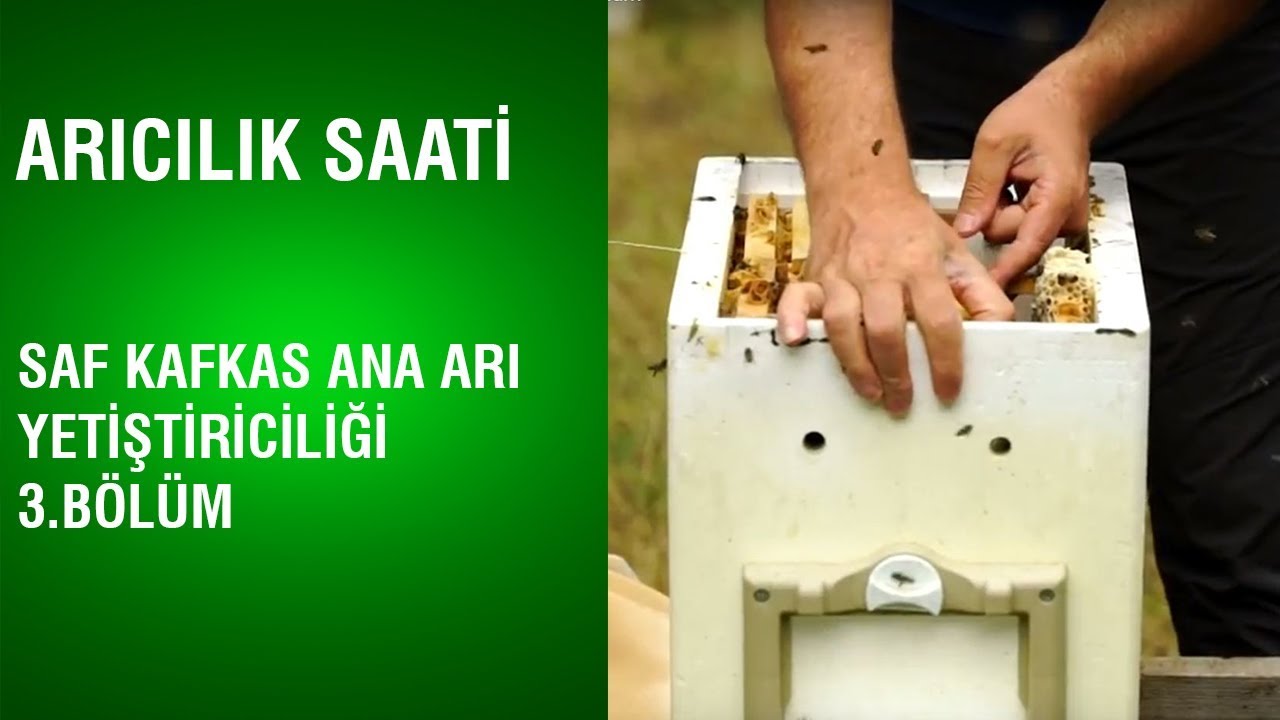 Arıcılık Saati - Saf Kafkas Ana Arı Yetiştiriciliği / 3.Bölüm
