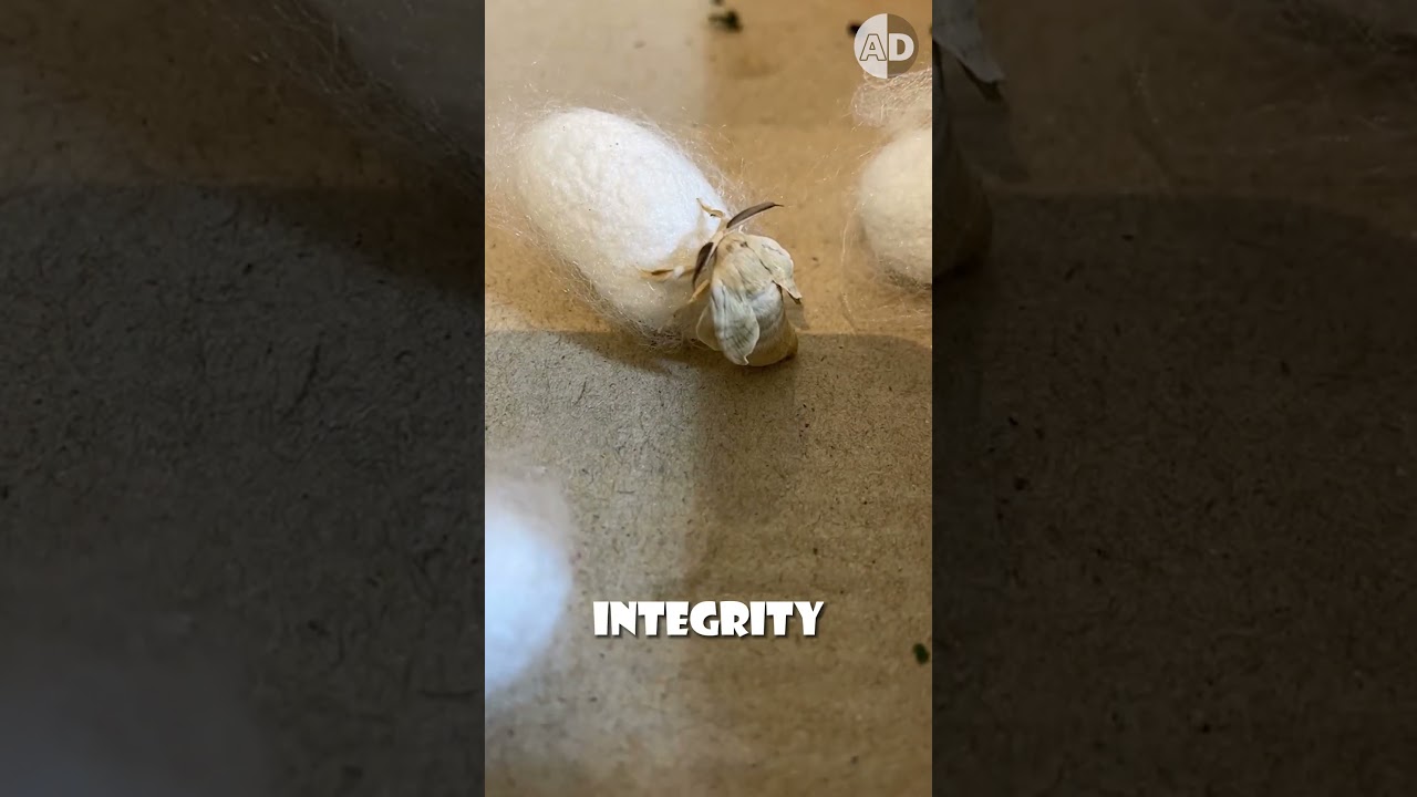 How Silkworms Create the World&rsquo;s Most Luxurious Fabric?