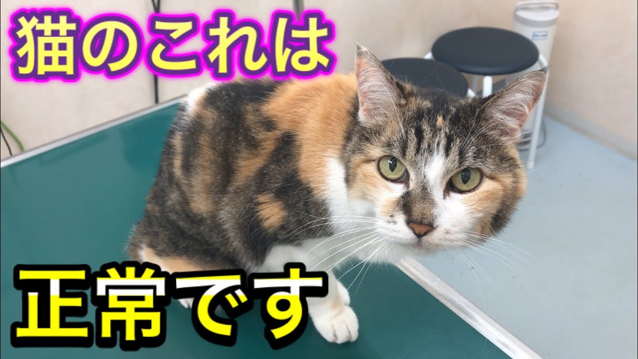 知っておくと役に立つ。良く聞かれる猫のこれは正常ですので安心してください。【猫の目の上のはげ】