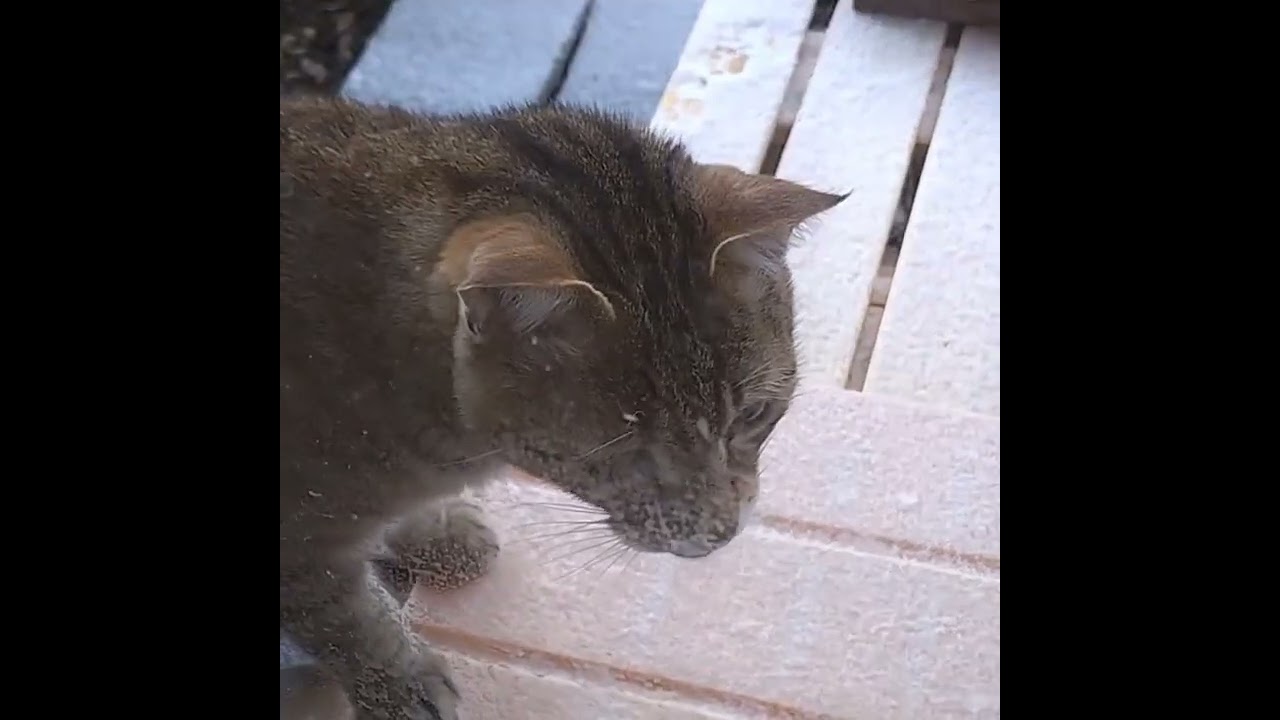 今朝お父さんが撮影した　　　　❄の中のいくちゃん❄お外🛖