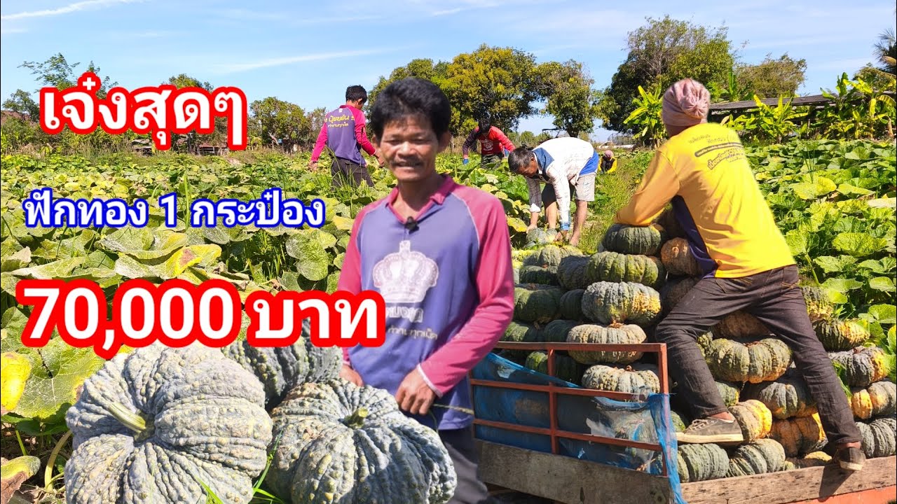 ไม่ห่วงสูตร สุดยอดจริงๆ ปลูกฟักทอง1กระป๋องทำเงิน 7หมื่น  แชร์ประสบการณ์และวิธีการทำ 