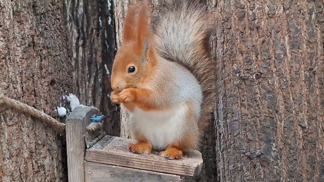 Зимний пир / Winter Feast#squirrel 