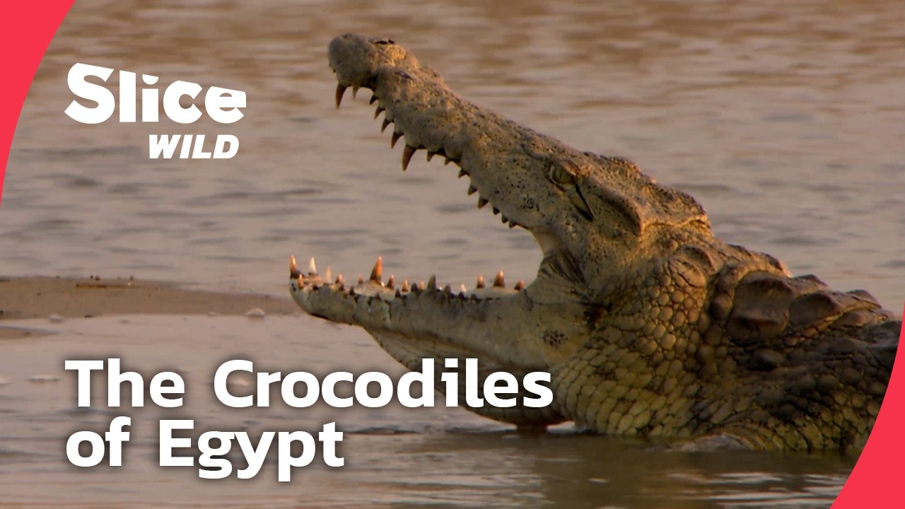 Lake Nasser: The Return of the Nile Crocodile | SLICE WILD