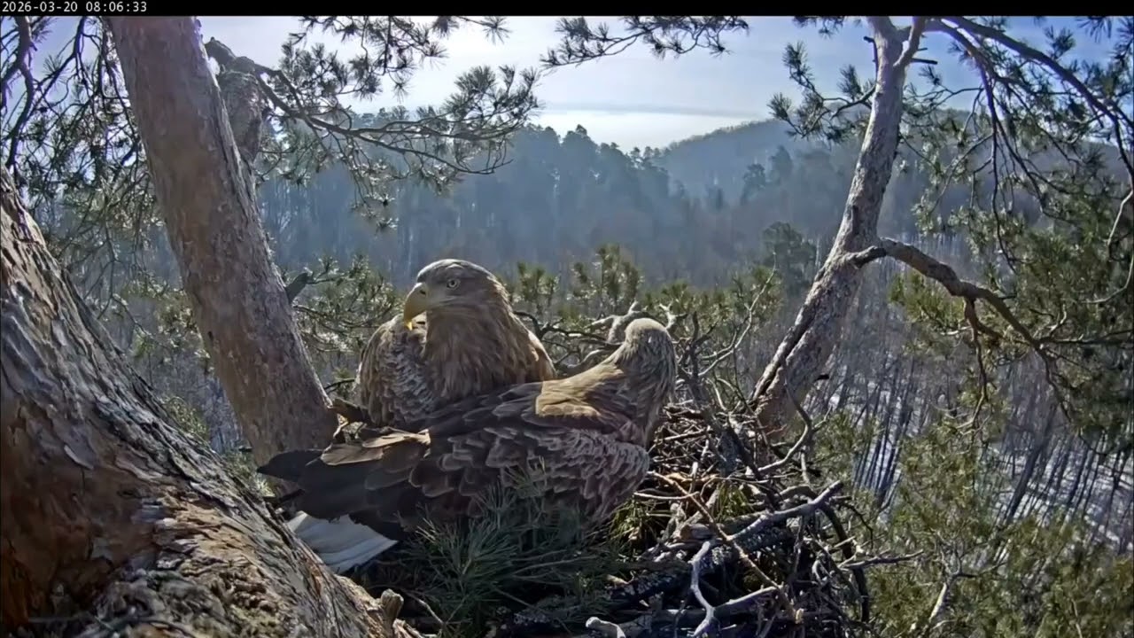 20.03.2026 Камычи. Чулман прилетел с веткой. Уложили и наблюдают за кем-то.