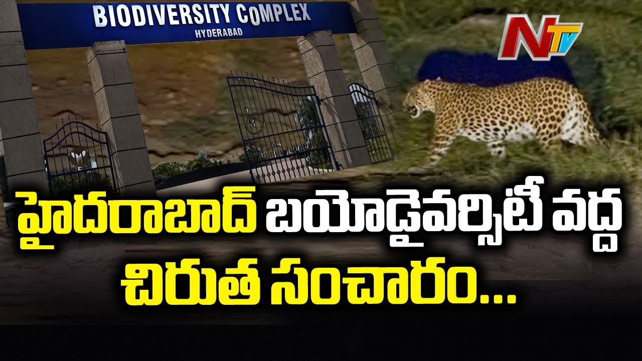 Leopard Hulchul at Roda Mistry College Near Hyderabad's Biodiversity | Ntv