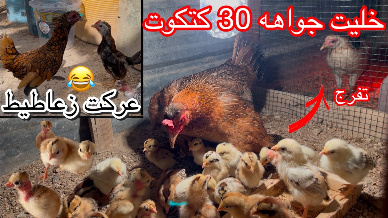 طلعت الدجاجه🐔فقسن 🐣ابو ركيبه خليتهن جوه الشمسيه🐔شوفو المشاجره 😂سبرايت وفروجات🐥👉