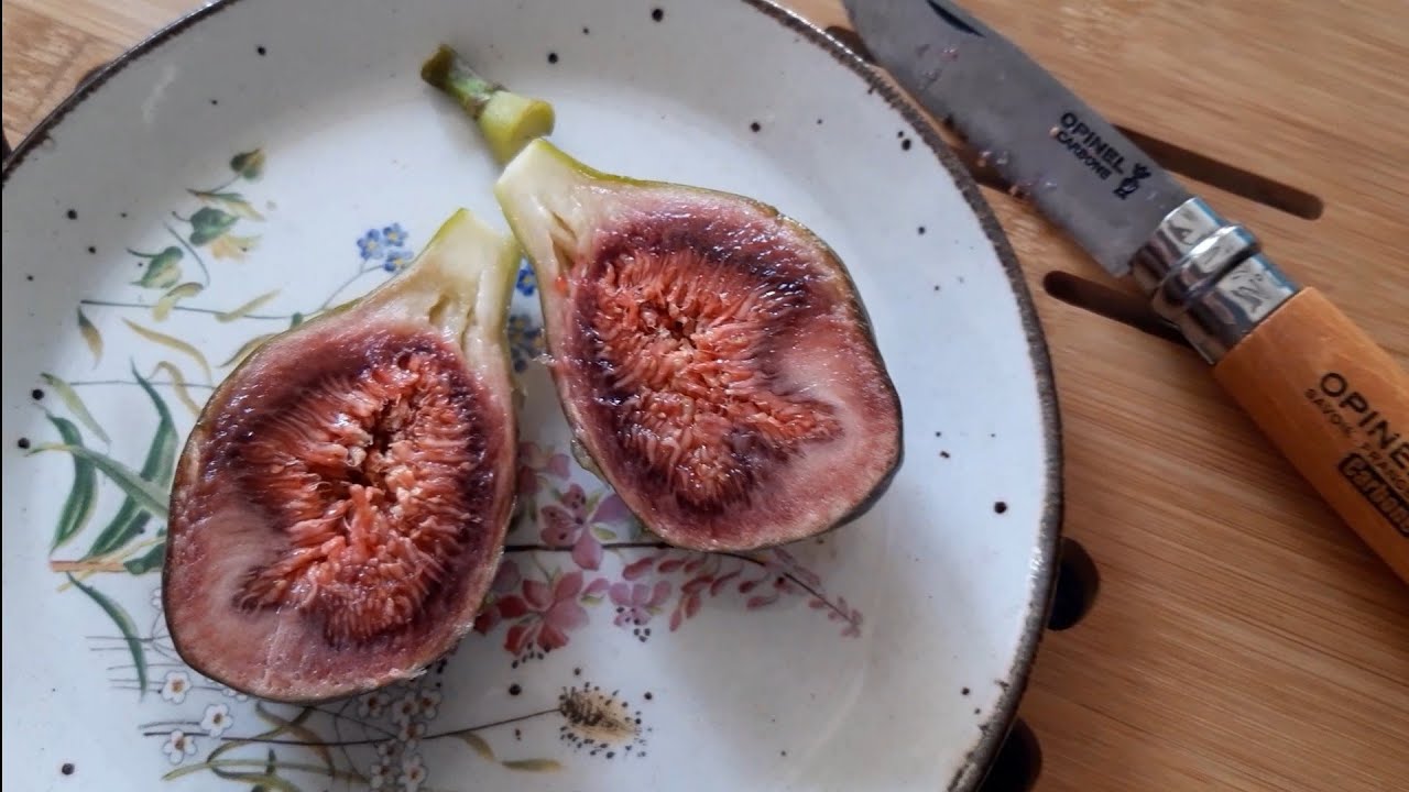 Ripe Brown Turkey Fig UK