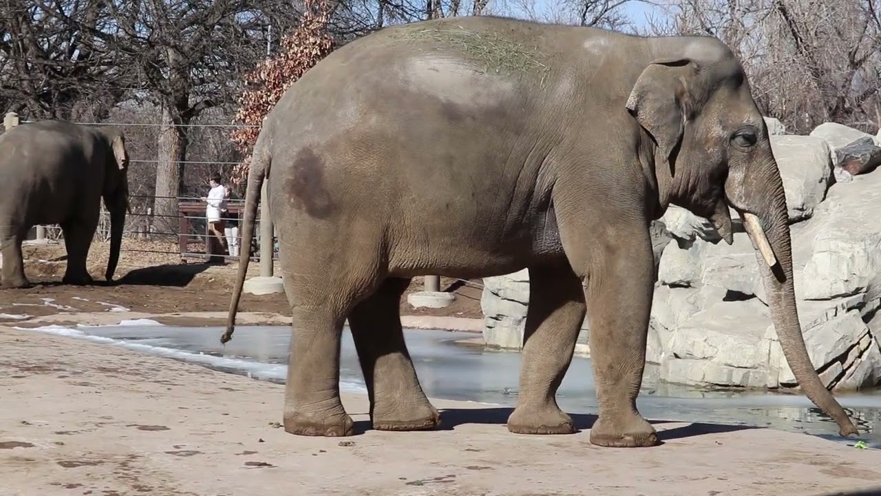 Elephant Training Session at Denver Zoo