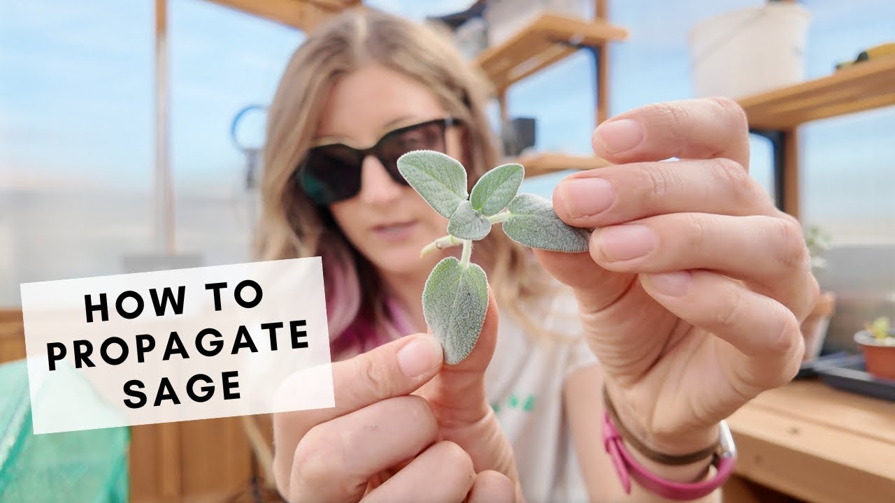 Never buy sage again—learn how to root sage cuttings to grow new plants!