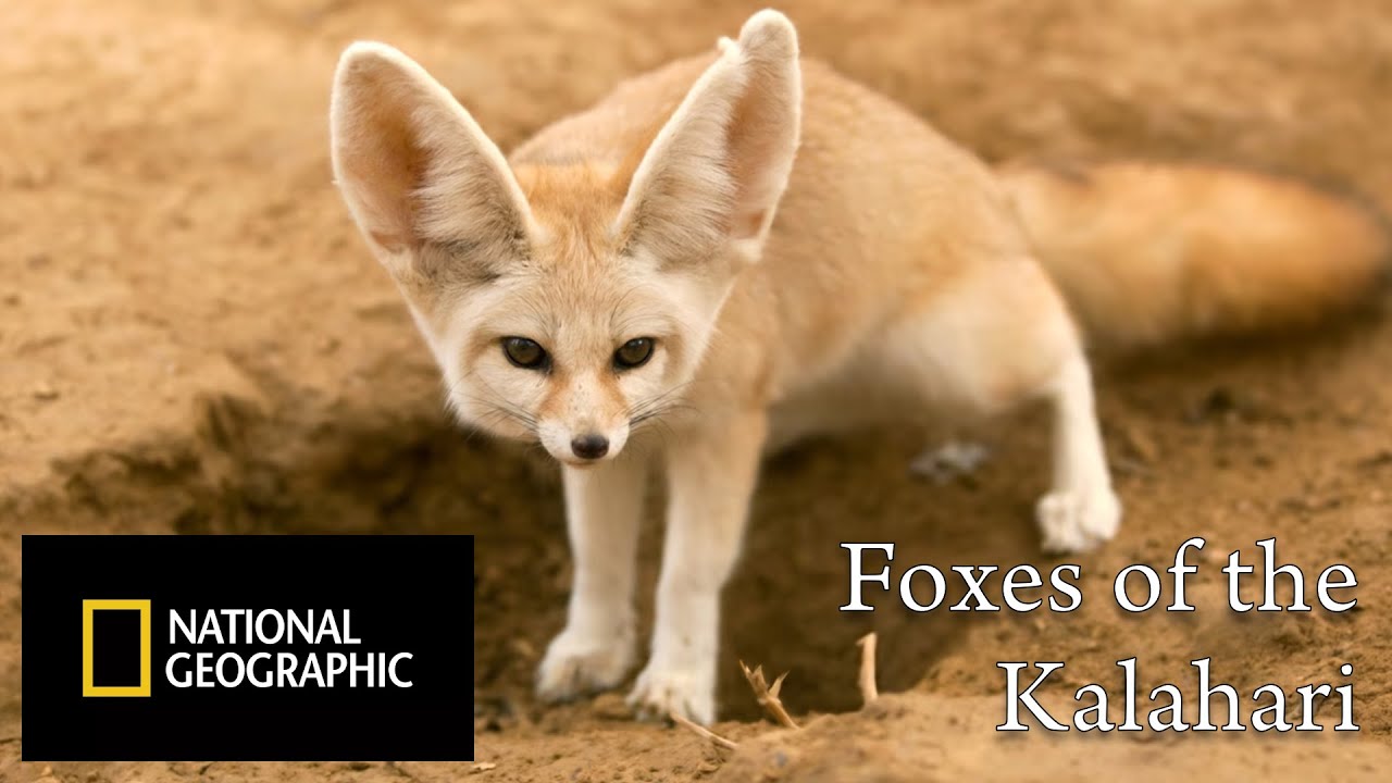 National Geographic Documentary: Foxes of the Kalahari