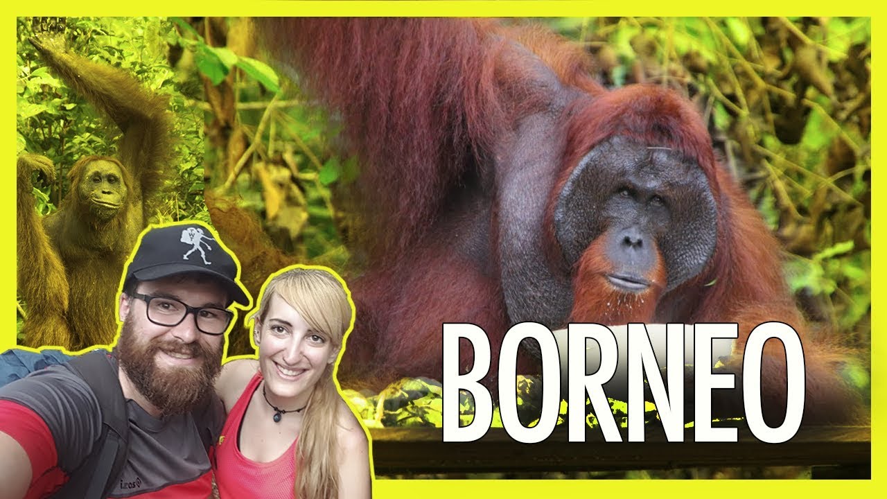 Entre ORANGUTANES 🙈🙉🙊| INDONESIA T5 - E7