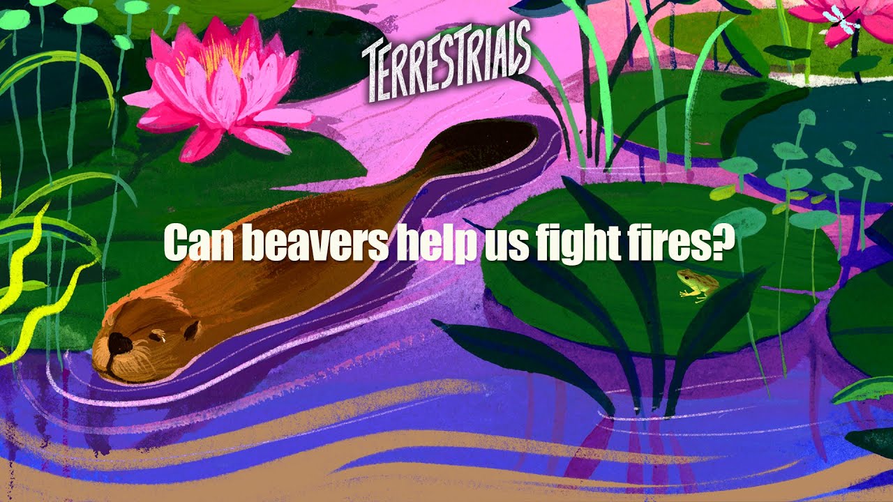 The Builders: How Beavers Mend Our Planet | Terrestrials Podcast