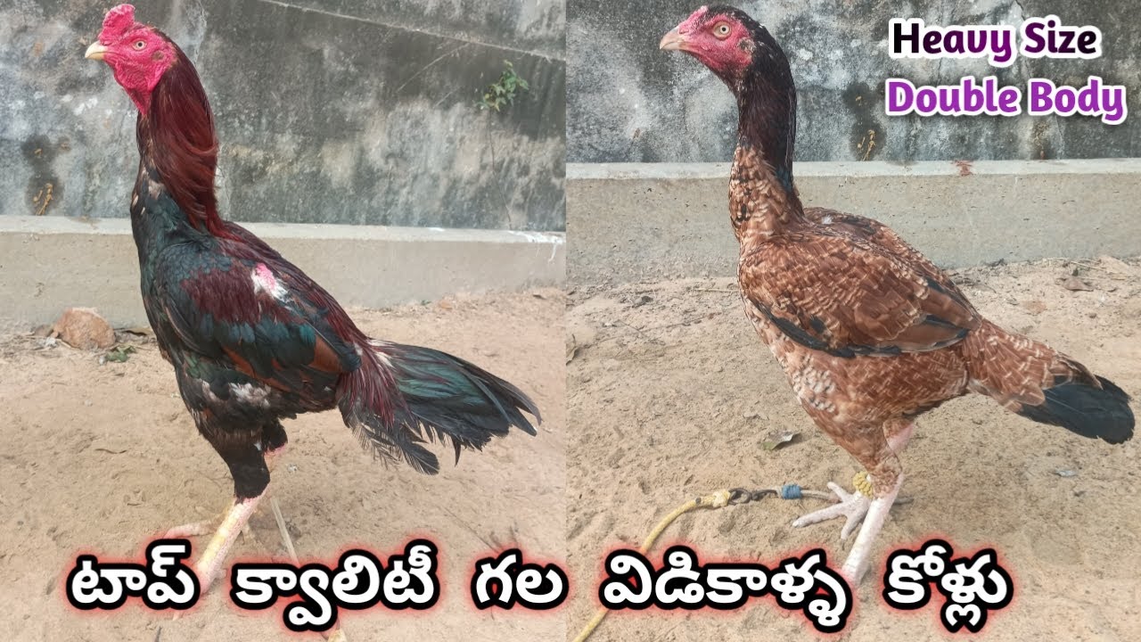  విడికాళ్ళ పుంజు & పెట్ట వివరాల||Old Lineage||8143800297||Vidikalla Kollu|| #aseel.....! 