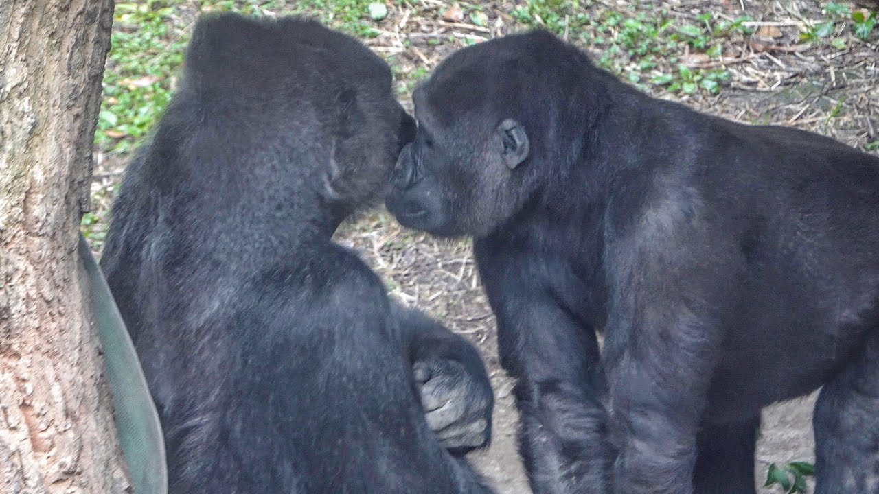 A few un/expected events happen when a gorilla is in estrus. Case of Toto｜U168
